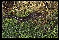 10901-00009-Cheat Mountain Salamander-Endangered.jpg