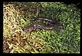 10901-00011-Cheat Mountain Salamander-Endangered.jpg