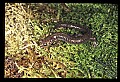 10901-00012-Cheat Mountain Salamander-Endangered.jpg