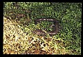 10901-00013-Cheat Mountain Salamander-Endangered.jpg
