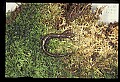 10901-00015-Cheat Mountain Salamander-Endangered.jpg