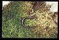 10901-00016-Cheat Mountain Salamander-Endangered.jpg