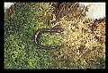 10901-00017-Cheat Mountain Salamander-Endangered.jpg