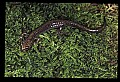 10901-00019-Cheat Mountain Salamander-Endangered.jpg