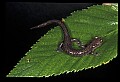 10901-00020-Cheat Mountain Salamander-Endangered.jpg