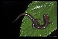 10901-00021-Cheat Mountain Salamander-Endangered.jpg