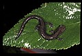 10901-00022-Cheat Mountain Salamander-Endangered.jpg