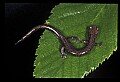 10901-00023-Cheat Mountain Salamander-Endangered.jpg