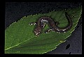 10901-00024-Cheat Mountain Salamander-Endangered.jpg