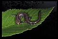 10901-00025-Cheat Mountain Salamander-Endangered.jpg
