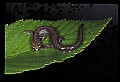 10901-00026-Cheat Mountain Salamander-Endangered.jpg