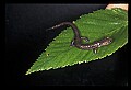 10901-00027-Cheat Mountain Salamander-Endangered.jpg