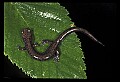 10901-00028-Cheat Mountain Salamander-Endangered.jpg