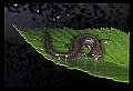 10901-00029-Cheat Mountain Salamander-Endangered.jpg