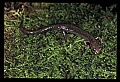 10901-00030-Cheat Mountain Salamander-Endangered.jpg