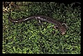 10901-00031-Cheat Mountain Salamander-Endangered.jpg