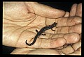 10901-00032-Cheat Mountain Salamander-Endangered.jpg