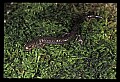 10901-00033-Cheat Mountain Salamander-Endangered.jpg