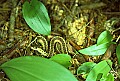 1-6-07-00110 garter snake watching me.jpg