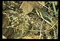 10954-00010-Snakes-All.jpg