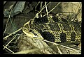 10954-00013-Snakes-All.jpg