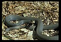 10954-00031-Snakes-All.jpg