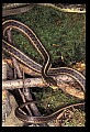 10954-00091-Snakes-All.jpg