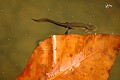 DSC_8751 red spotted newt and leaf.jpg