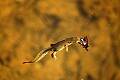 DSC_8771 red-spotted newt eats a wasp.jpg