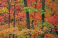 _MG_1829 canaan fall color.jpg