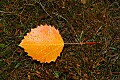 _MG_2426 aspen leaf.jpg