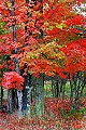 _MG_2794 fall color canaan valley.jpg