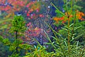 _MG_2998 spider web-fall color-canaan loop road.jpg