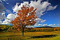_MG_1692 Canaan Valley clouds and tree sat.jpg