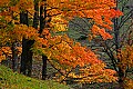 _MG_1784 canaan valley fall foliage.jpg