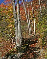 _MG_3193 babcock state park lake-path in fall.jpg