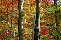 _MG_2306 fall color-boley lake-babcock state park.jpg