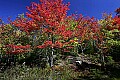_MG_9297 fall color canaan valley.jpg