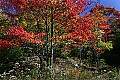 _MG_9313 fall color canaan valley.jpg
