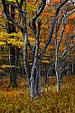 _MG_1531 canaan valley state park-Fall color.jpg