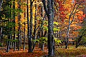 _MG_1543 canaan valley state park-Fall color.jpg