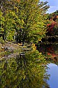 _MG_2005 fall color along the blackwater river near thoma-wv.jpg