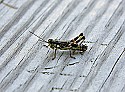 _MG_2093 grasshopper.jpg