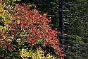 _MG_2150 fall color at blackwater state park.jpg