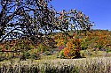 _MG_2333 apples on tree with fall color along cortland road in canaan valley wv.jpg