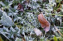 _MG_2765 rhime ice on thorny weed.jpg