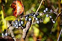 _MG_2783 grapes-babcock state park wv.jpg
