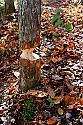_MG_3334 beaver-hewn tree trunk.jpg