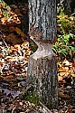 _MG_3339 beaver hewn tree trunk-french creek pond.jpg
