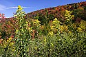 _MG_3508 goldenrod and fall color along the highland scenic highway.jpg